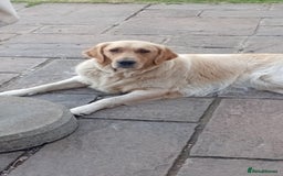 Goldador dogs for sale: Gorgeous Golden Retriever Puppies  - Image 7