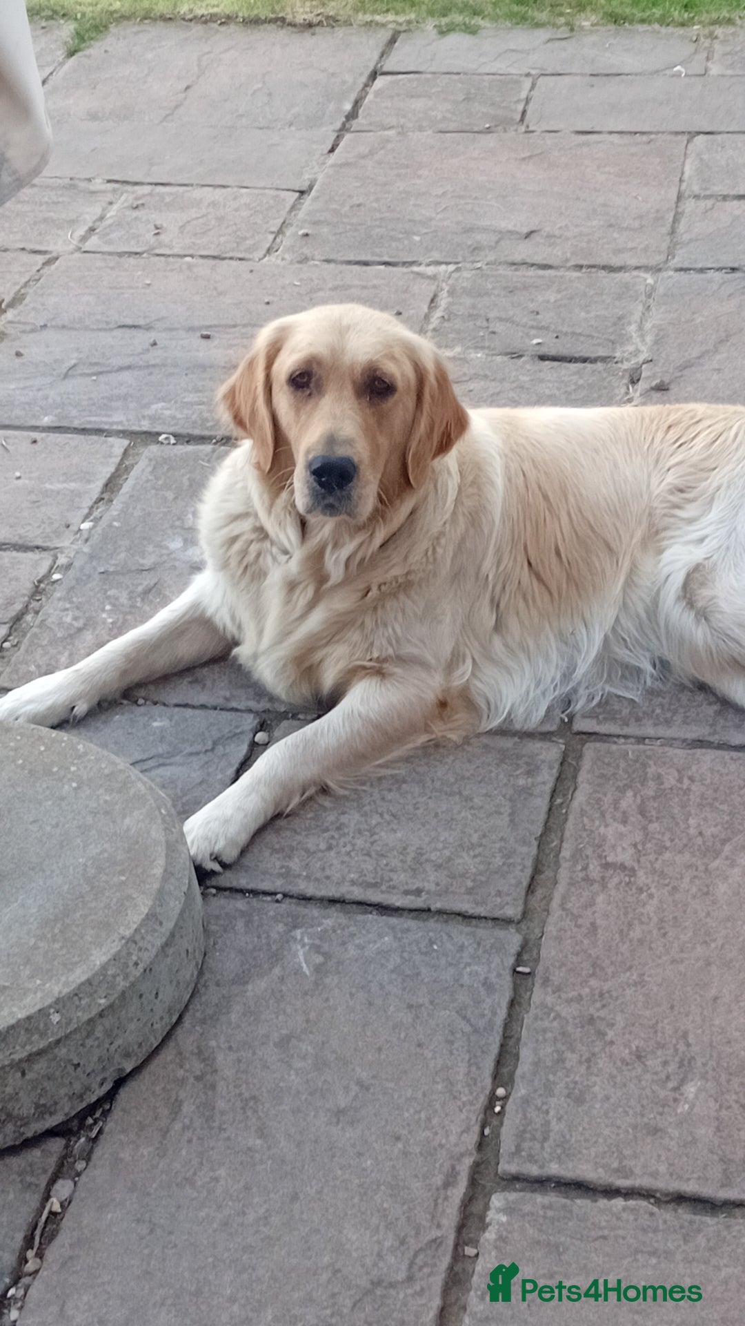 Goldador dogs for sale: Gorgeous Golden Retriever Puppies  - Image 7