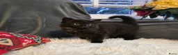 Mixed Breed cats for sale: Adorable Ragdoll X Norwegian forest Kittens  - Advert 10
