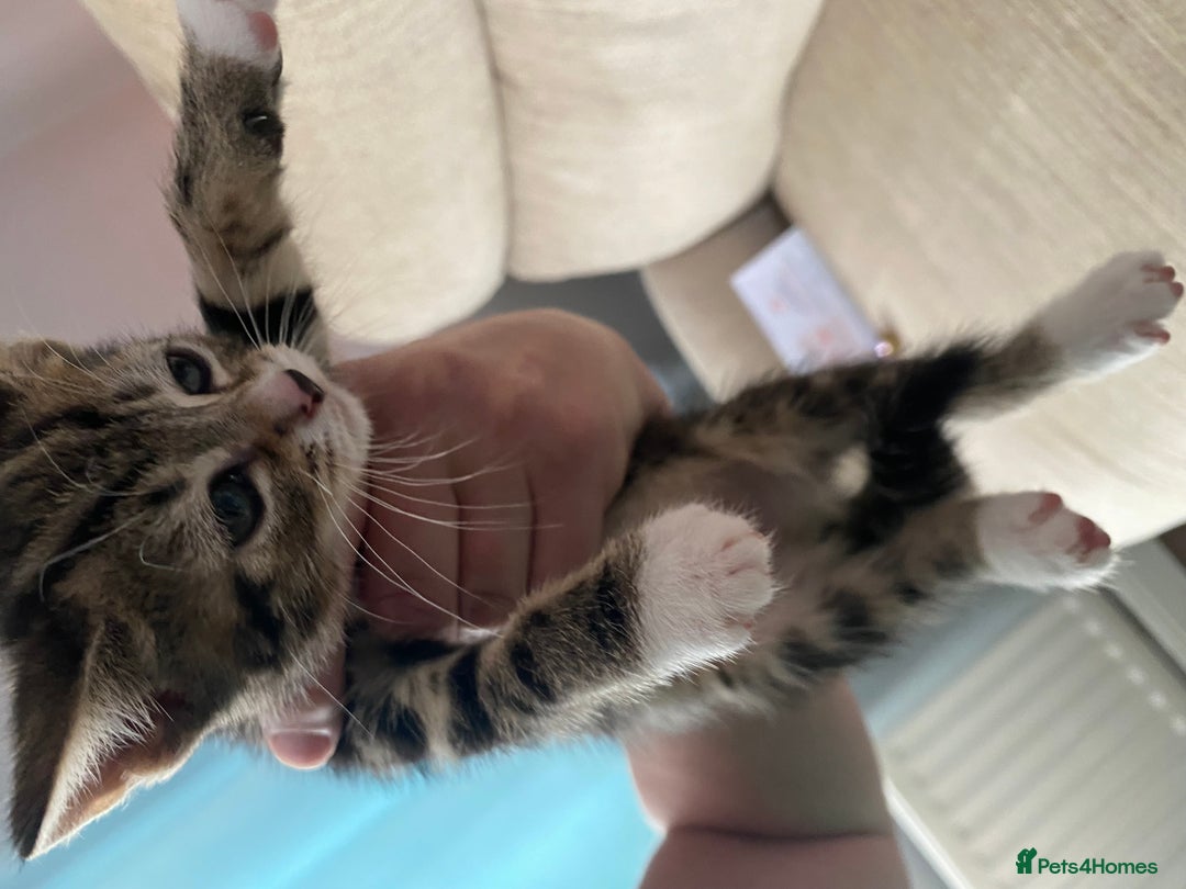 Mixed Breed cats for sale: 7 beautiful kittens - Image 19