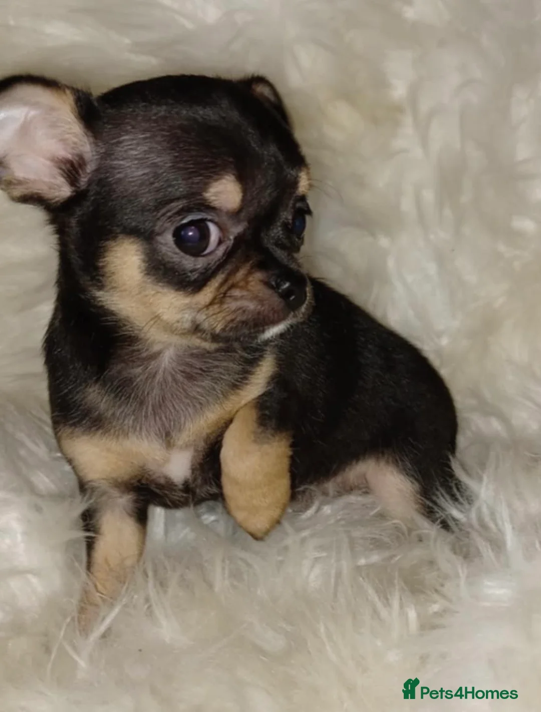 Chihuahua dogs for sale: Adorable chihuahua pups - Advert 1