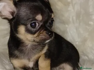 Chihuahua dogs Adorable chihuahua pups - Advert 3