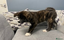 Japanese Akita Inu dogs for sale: Japonese Akita Inu - Advert 5