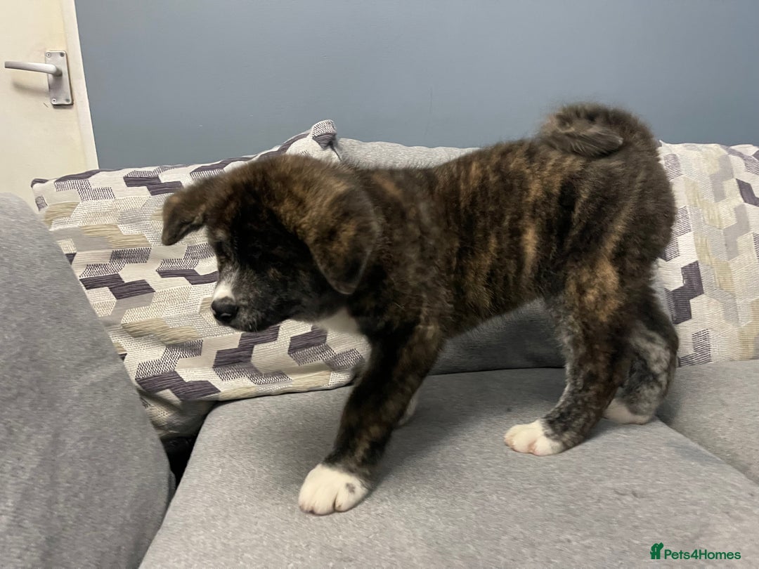 Japanese Akita Inu dogs for sale: Japonese Akita Inu - Advert 5