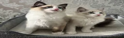 Ragdoll cats for sale: Beautiful Ragdoll Kittens - Advert 5