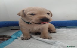 Labrador Retriever dogs for sale:  Labrador pups - Image 16