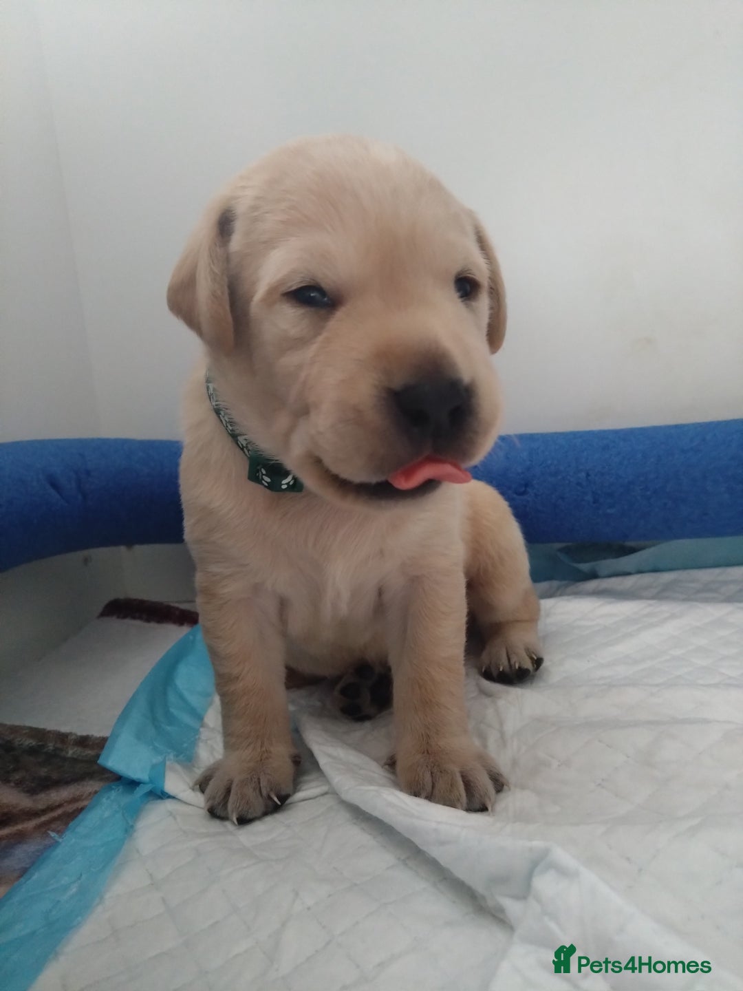 Labrador Retriever dogs for sale:  Labrador pups - Image 16