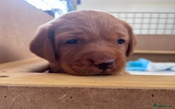 Labrador Retriever dogs for sale: ❤️ 🐾 KC registered Fox Red Labrador Pups, Angus - Image 4