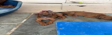 Rhodesian Ridgeback 2