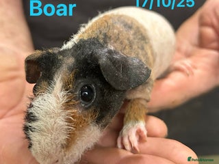 Guinea Pig rodents Skinny Pig/Werewolf Boars. Reserve Now. - Advert 11