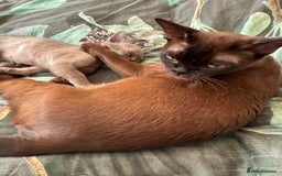 Burmese cats for sale: Burmese Kittens For Sale - Advert 13