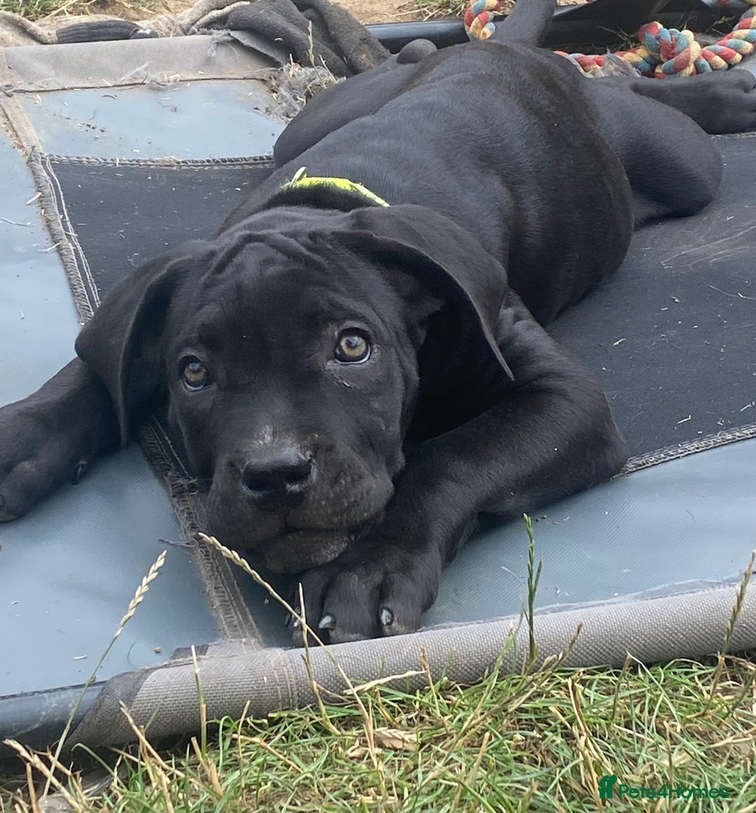 Cane Corso dogs for sale: Big Pure Cane Corso Puppies Ready Now!  - Image 33