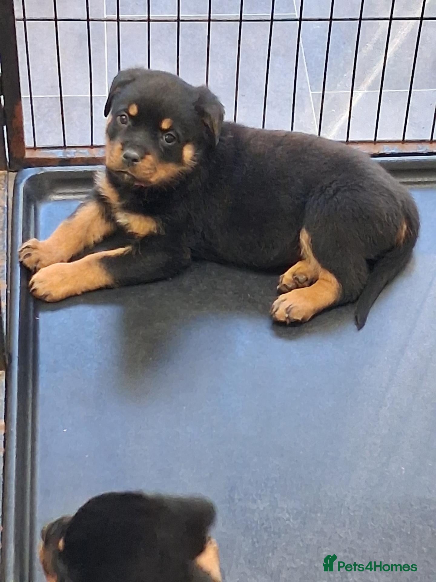 Rottweiler dogs Rottwiler puppies  - Advert 1