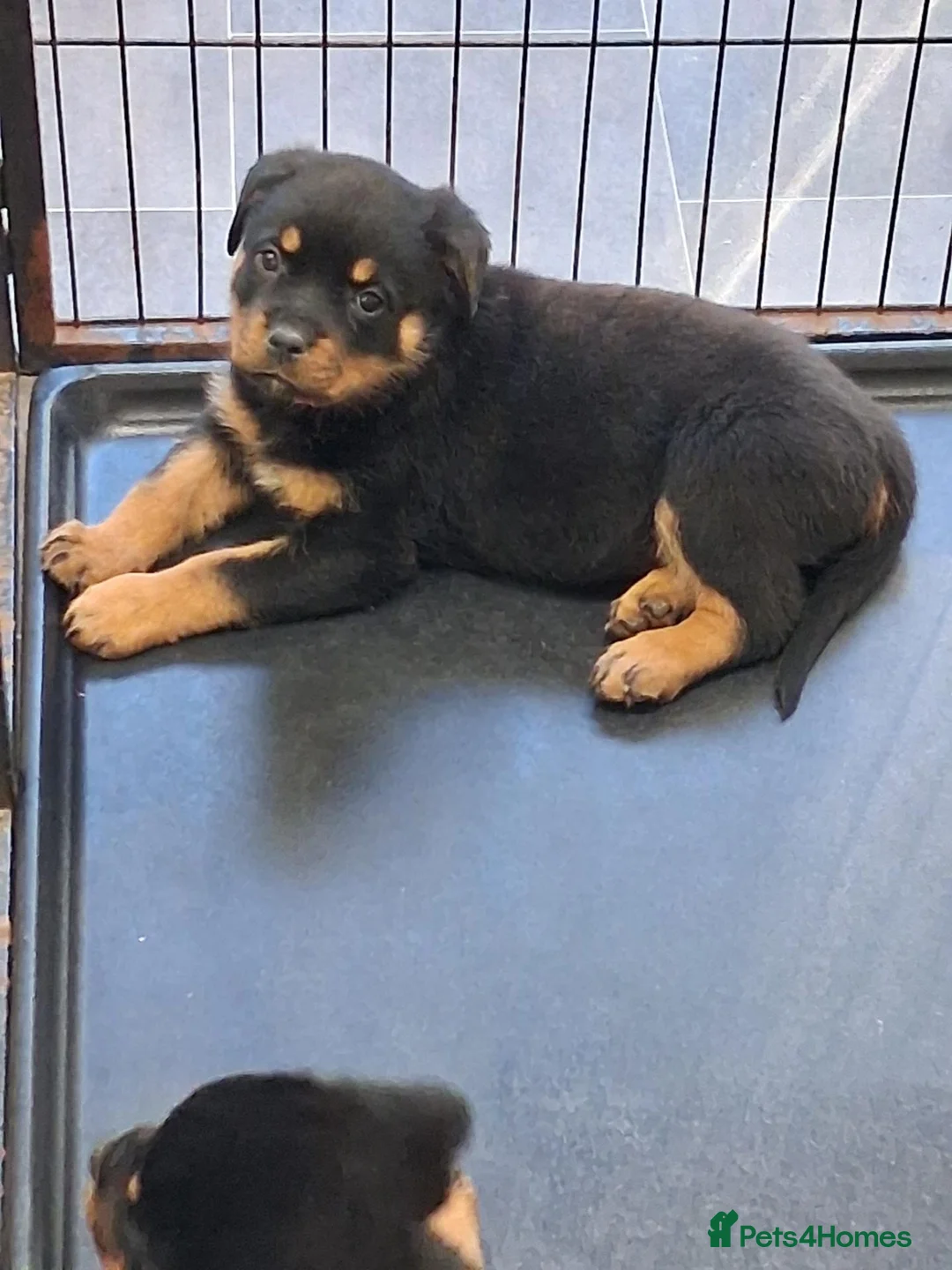 Rottweiler dogs for sale: Rottwiler puppies  - Advert 1