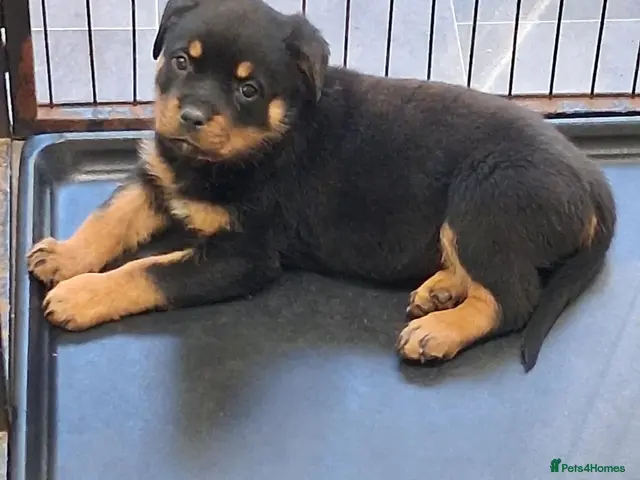 Rottweiler dogs for sale: Rottwiler puppies - Advert 1
