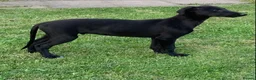 Lurcher dogs for sale: First cross saluki greyhounds  - Advert 7