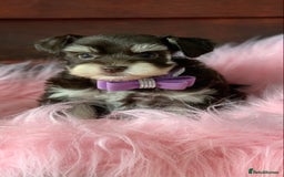 Miniature Schnauzer dogs for sale: 5* Licensed KC Toy Chocolate Schnauzers - Image 1