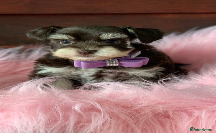 Miniature Schnauzer dogs - Advert 1