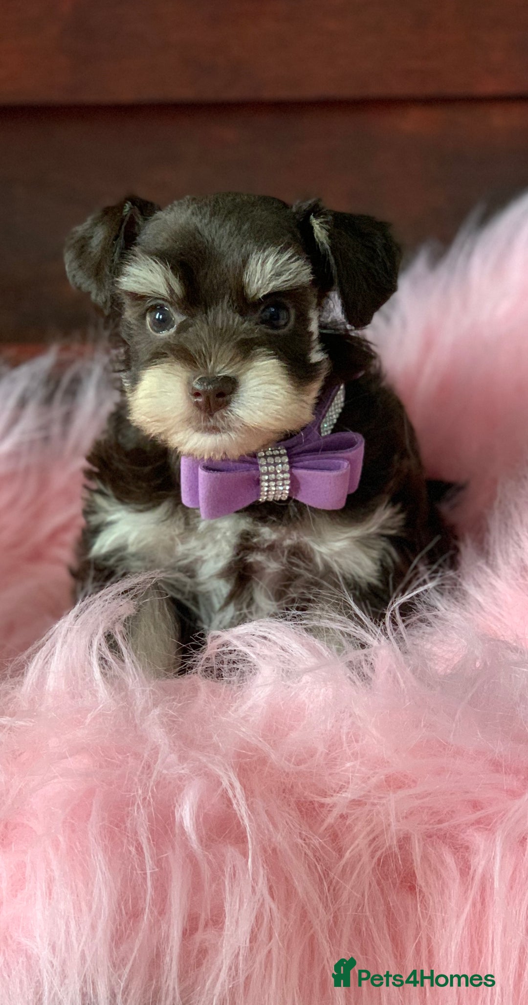 Miniature Schnauzer dogs for sale: 5* Licensed KC Toy Chocolate Schnauzers - Image 1