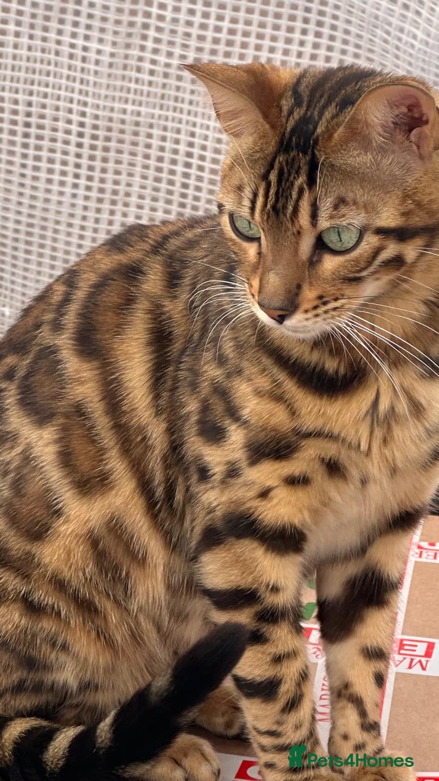 Mixed Breed cats Looking for my loving dream home!🐾 - Advert 1