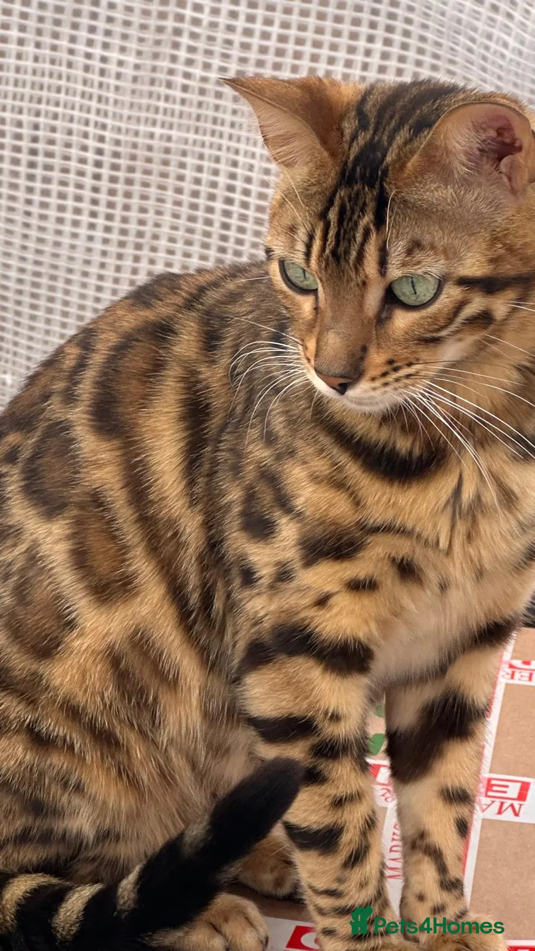 Mixed Breed cats for sale: Looking for my loving dream home!🐾 in Enfield - Advert 1