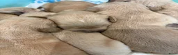 Golden Retriever dogs for sale: Gorgeous litter of 4G 5B pure golden retrievers.  - Advert 6