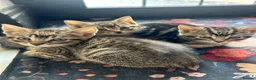 Mixed Breed cats for sale: Kittens ready for their forever homes! - Advert 2