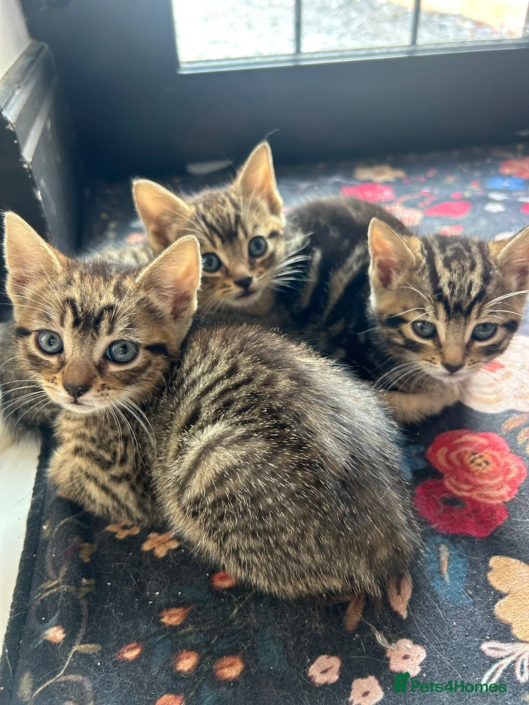 Mixed Breed cats for sale: Kittens ready for their forever homes! - Advert 2