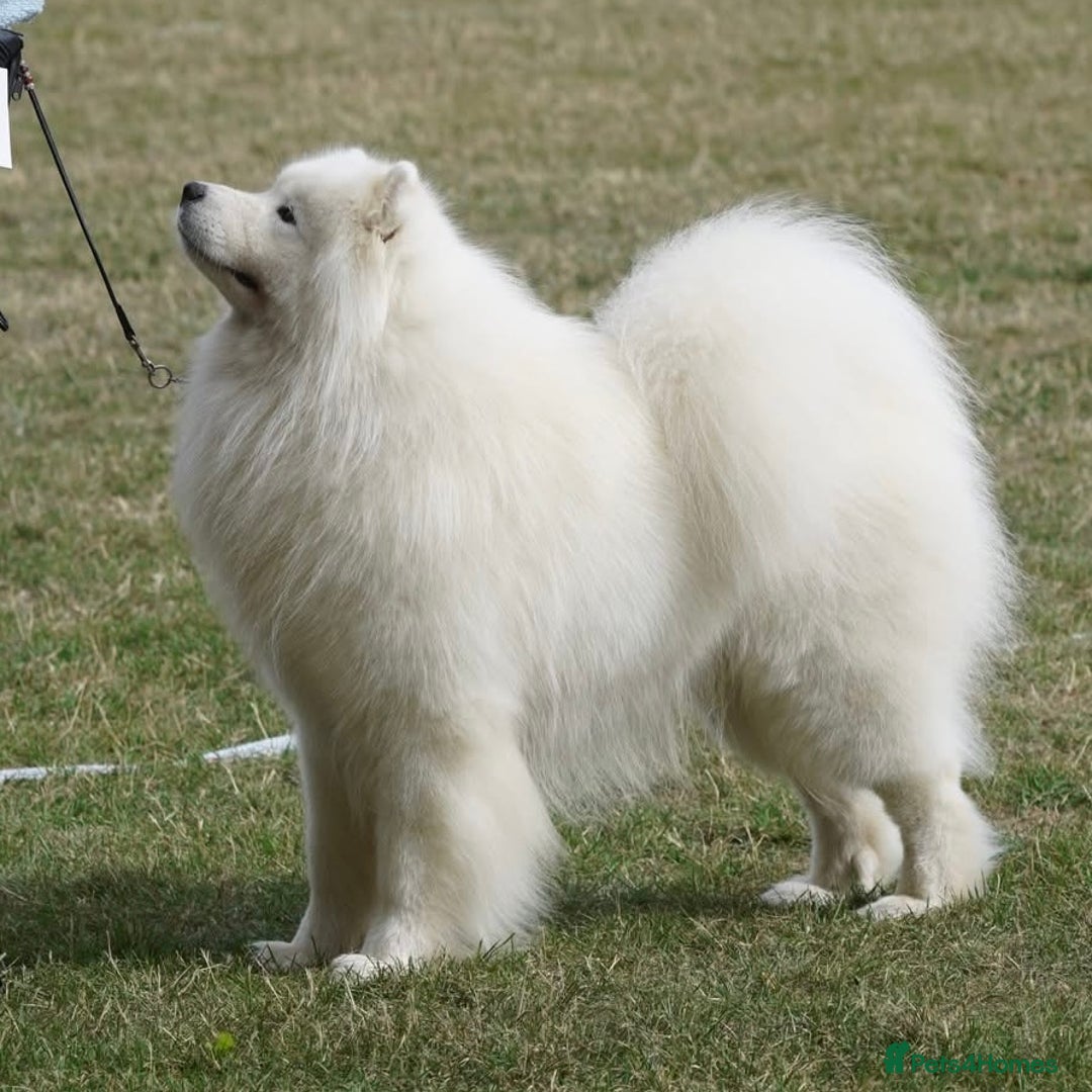 Samoyed dogs for stud: Health Tested, Proven, Show Samoyed for Stud in Exeter - Advert 3