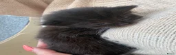 Norwegian Forest Cat cats for sale: Beautiful single tuxedo kitty girl - Advert 7