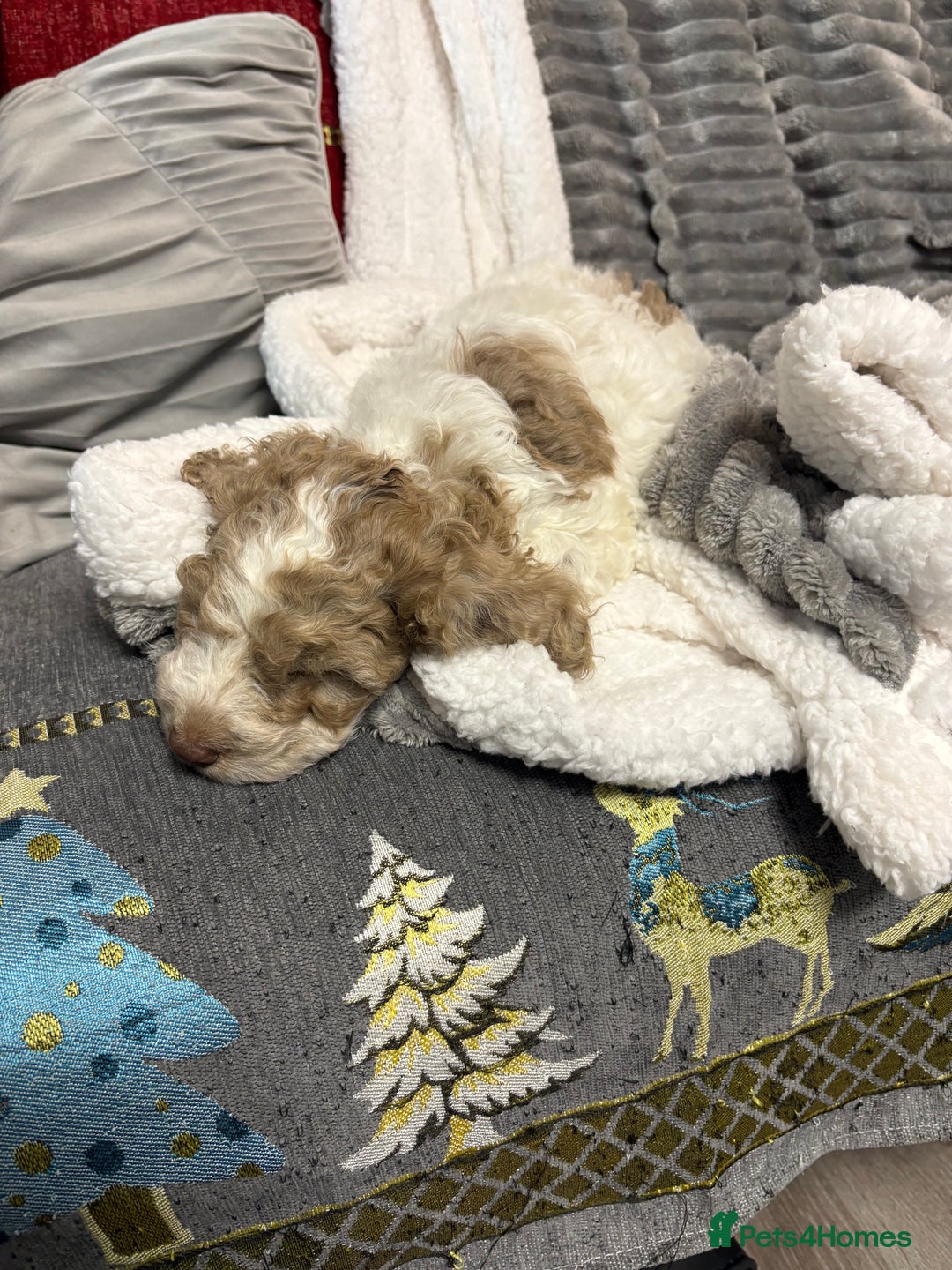 Mixed Breed cats for sale: 11 weeks old cockapoo called Bruce. Ready to go. - Advert 4