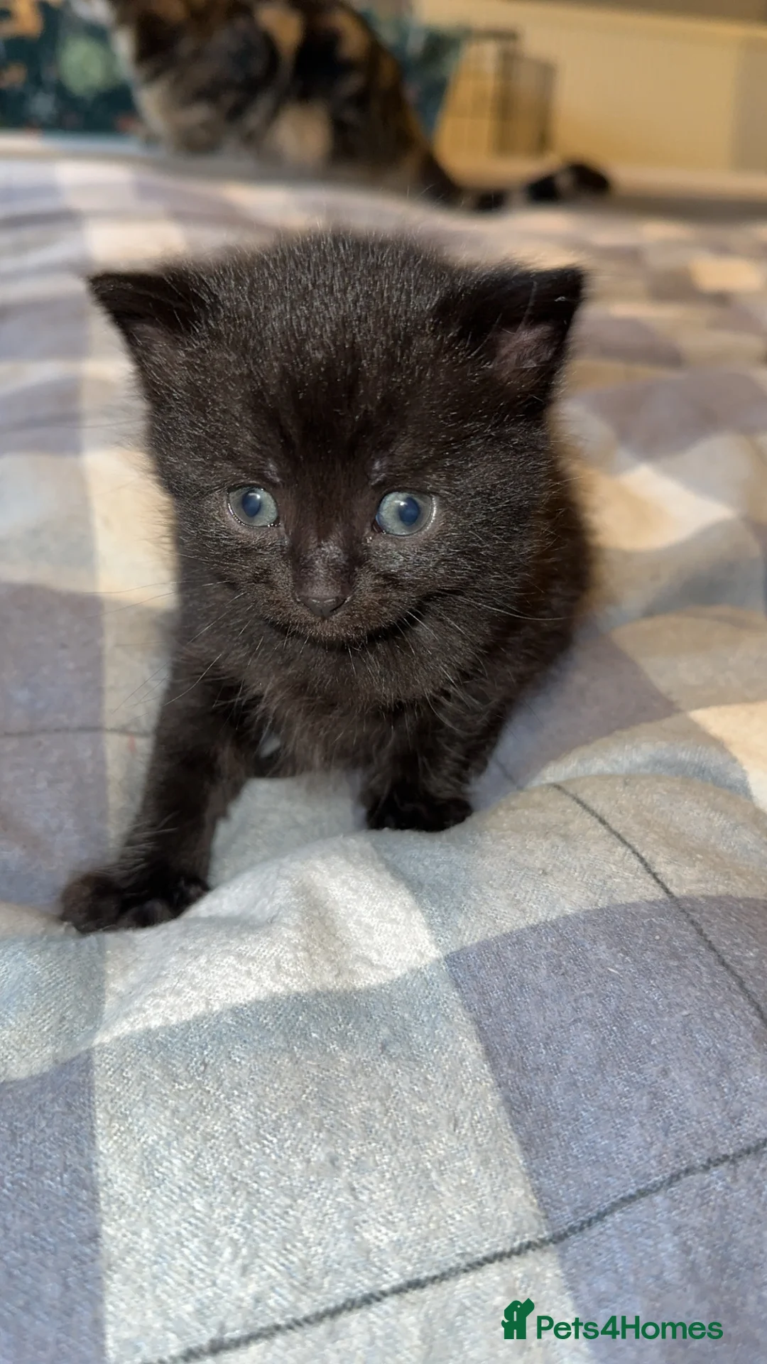 Mixed Breed cats for sale: BEAUTIFUL KITTEN.Maine coon/crossed  - Advert 2