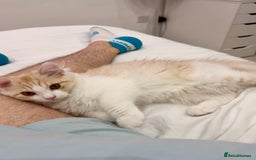 Munchkin cats for sale: Pedigree TICA Munchkin Kittens – Short Legs 🐈 - Image 28