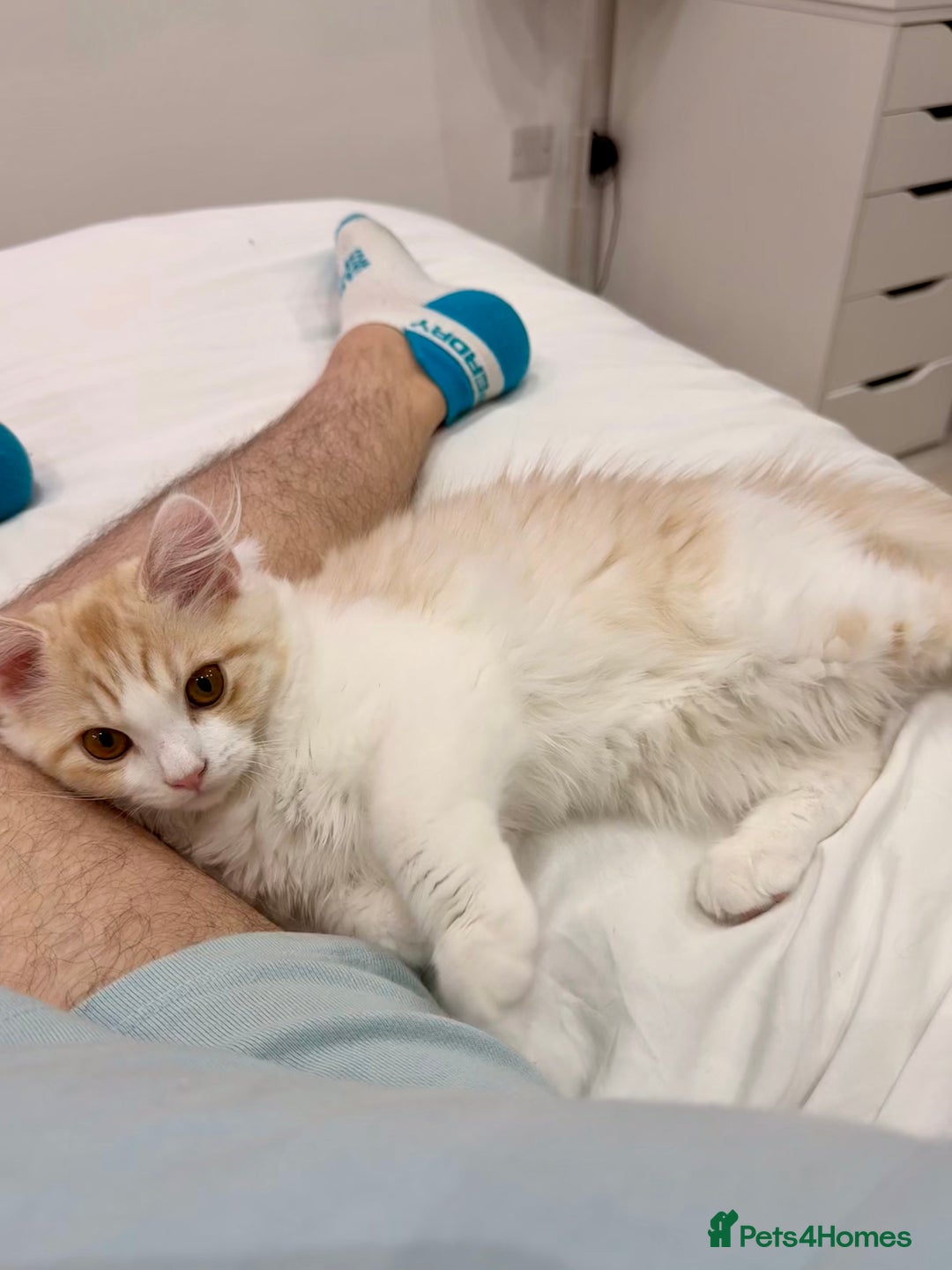 Munchkin cats for sale: Pedigree TICA Munchkin Kittens – Short Legs 🐈 - Image 28