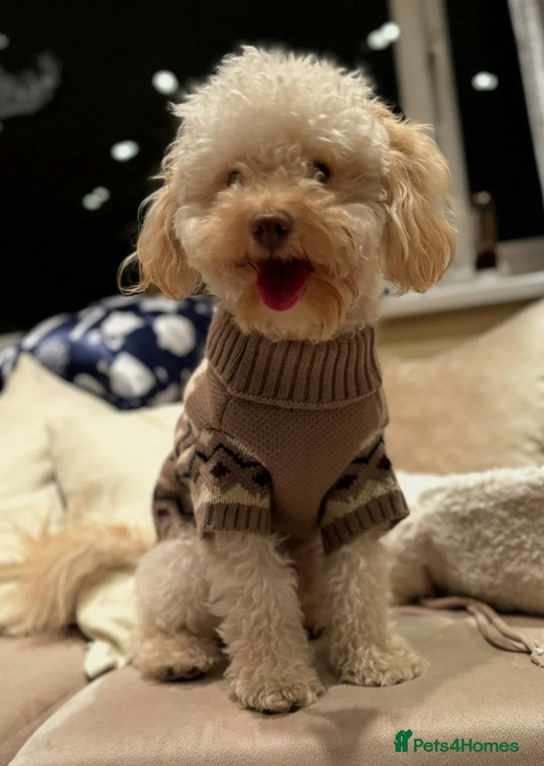 Maltipoo dogs for sale: Beautiful Maltipoo — Loving and Healthy  in Newcastle upon Tyne - Advert 5
