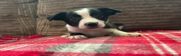 Mixed Breed dogs for sale: 🐾✨ TWO Border Collie x Blue Heeler Pups left ✨🐾 - Advert 12