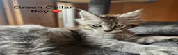 Maine Coon cats for sale: 5 beautiful Grey Smoke Maine Coon Kittens - Advert 2