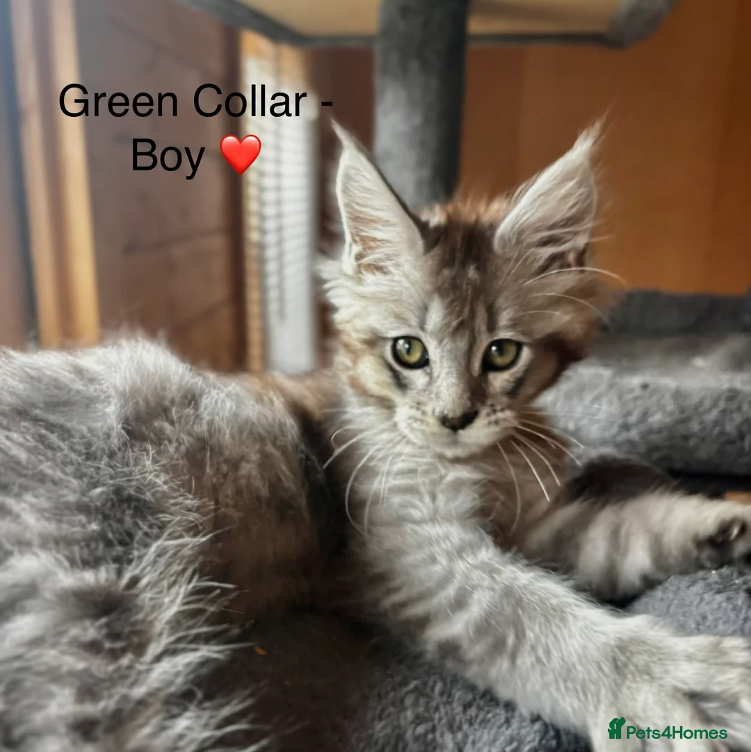 Maine Coon cats for sale: 5 beautiful Grey Smoke Maine Coon Kittens - Advert 2