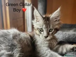Maine Coon cats GCCF Registered - Grey Smoke Maine Coon Kittens - Advert 18