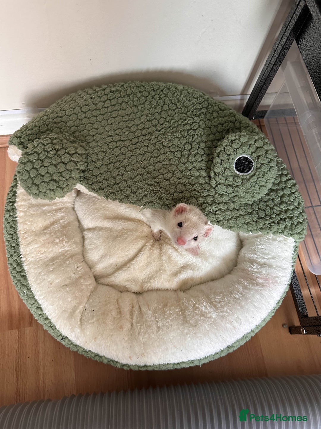 Ferret rodents for sale: White ferret jill looking for a nice home - Image 3