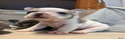 French Bulldog dogs for sale: Pedigree French Bulldog Puppies – Home-Raised - Advert 9