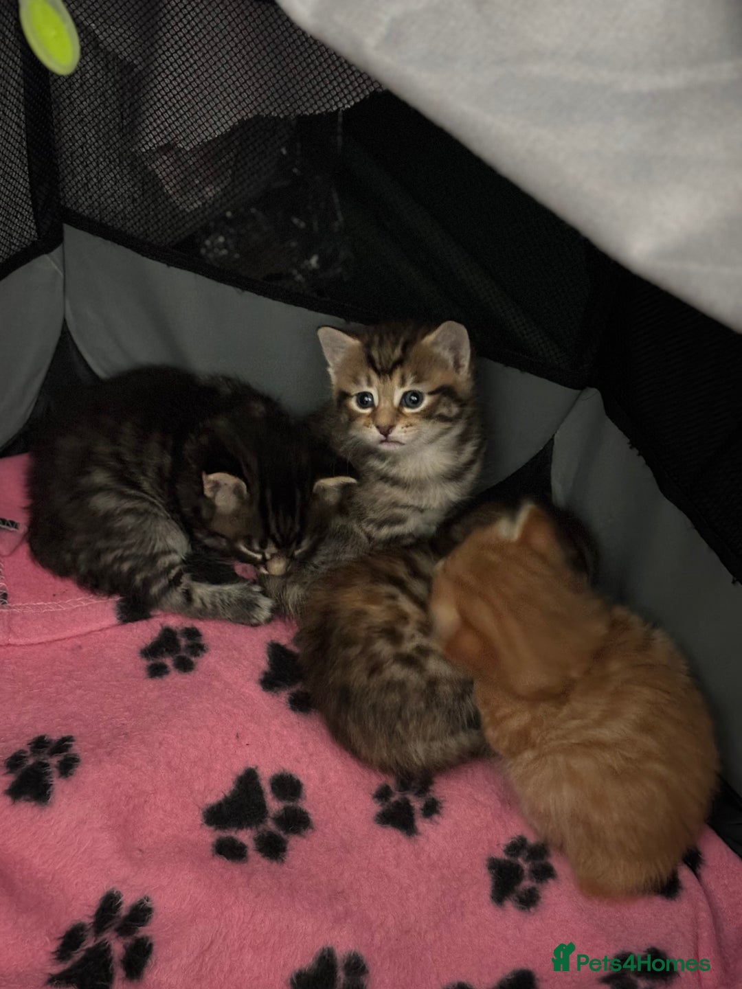 Mixed Breed cats for sale: 🐱 Handsome little boy kittens 💙 - Image 10