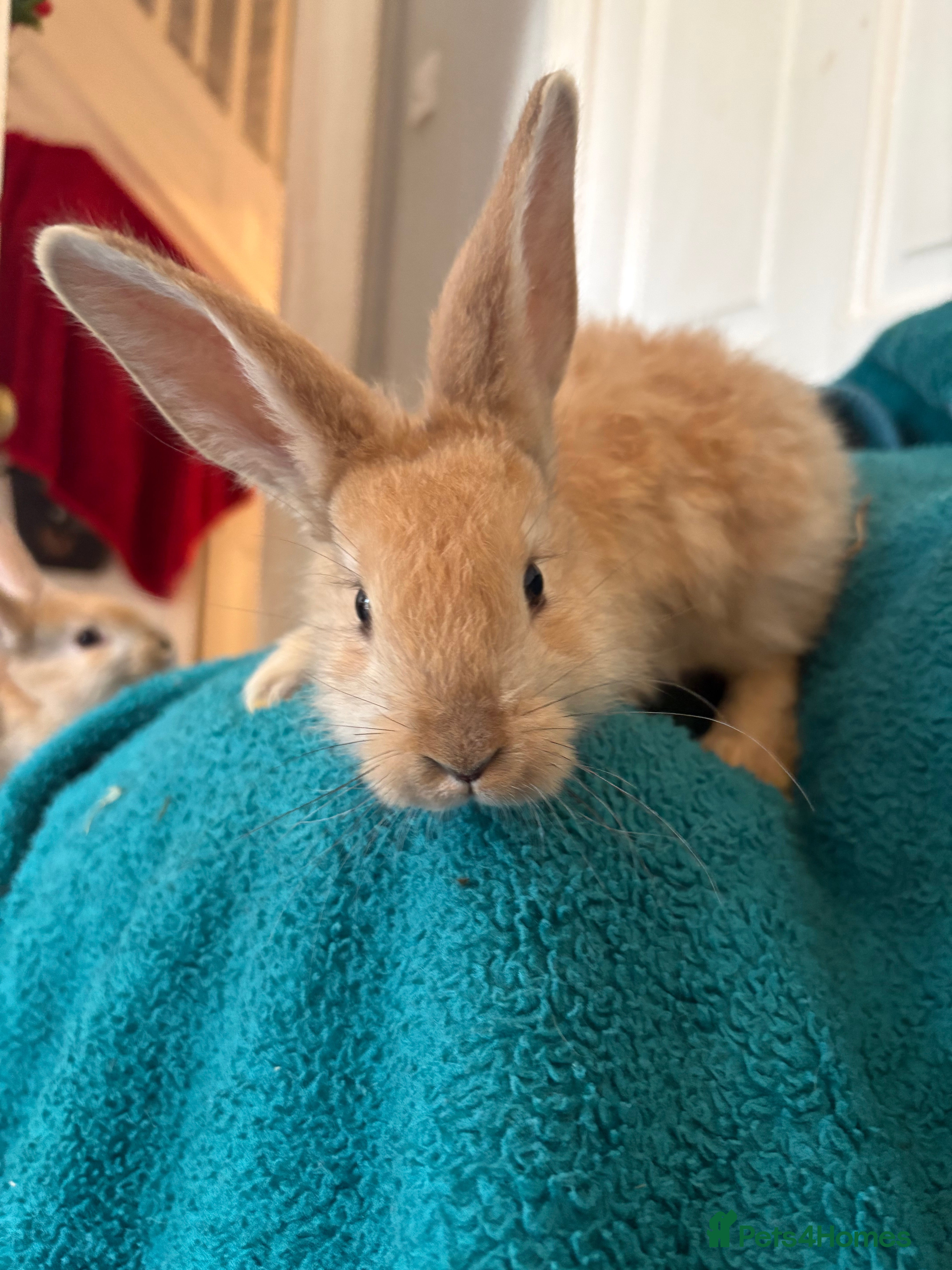 Continental Giant rabbits Beautiful continental giant babies  - Advert 2