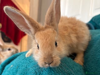 Continental Giant rabbits Beautiful continental giant babies - Advert 2