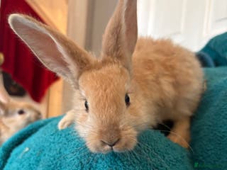 Continental Giant rabbits Beautiful continental giant babies - Advert 3