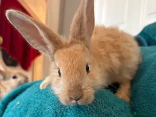 Continental Giant rabbits Beautiful continental giant babies - Advert 2