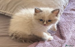 Ragdoll cats for sale: GCCF Champion Mink & blue point Ragdolls - Image 12
