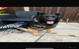 German Shepherd dogs for sale: 2 year old male German shepherd  - Image 2
