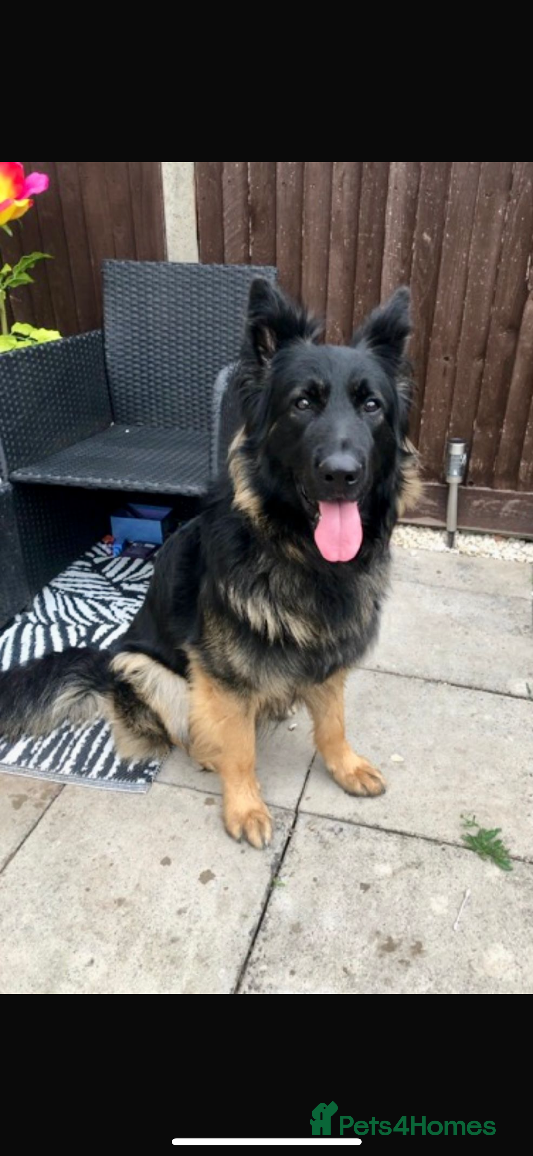 German Shepherd dogs for sale: 2 year old male German shepherd  - Image 2