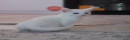 American Shorthair cats for sale: 5 kittens and 2 cats are looking for a new home.  - Advert 6